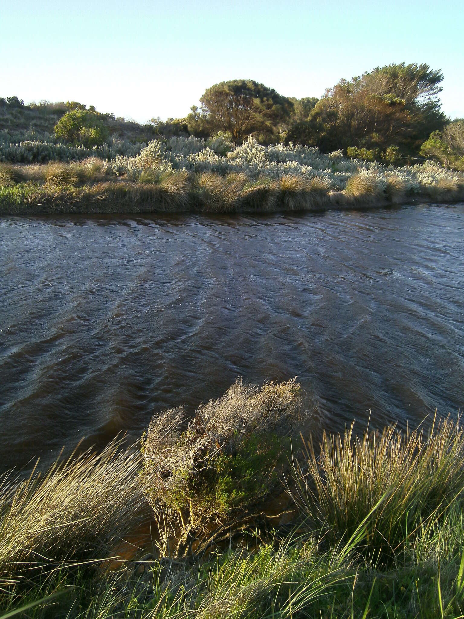 Image of d'Alton's melaleuca