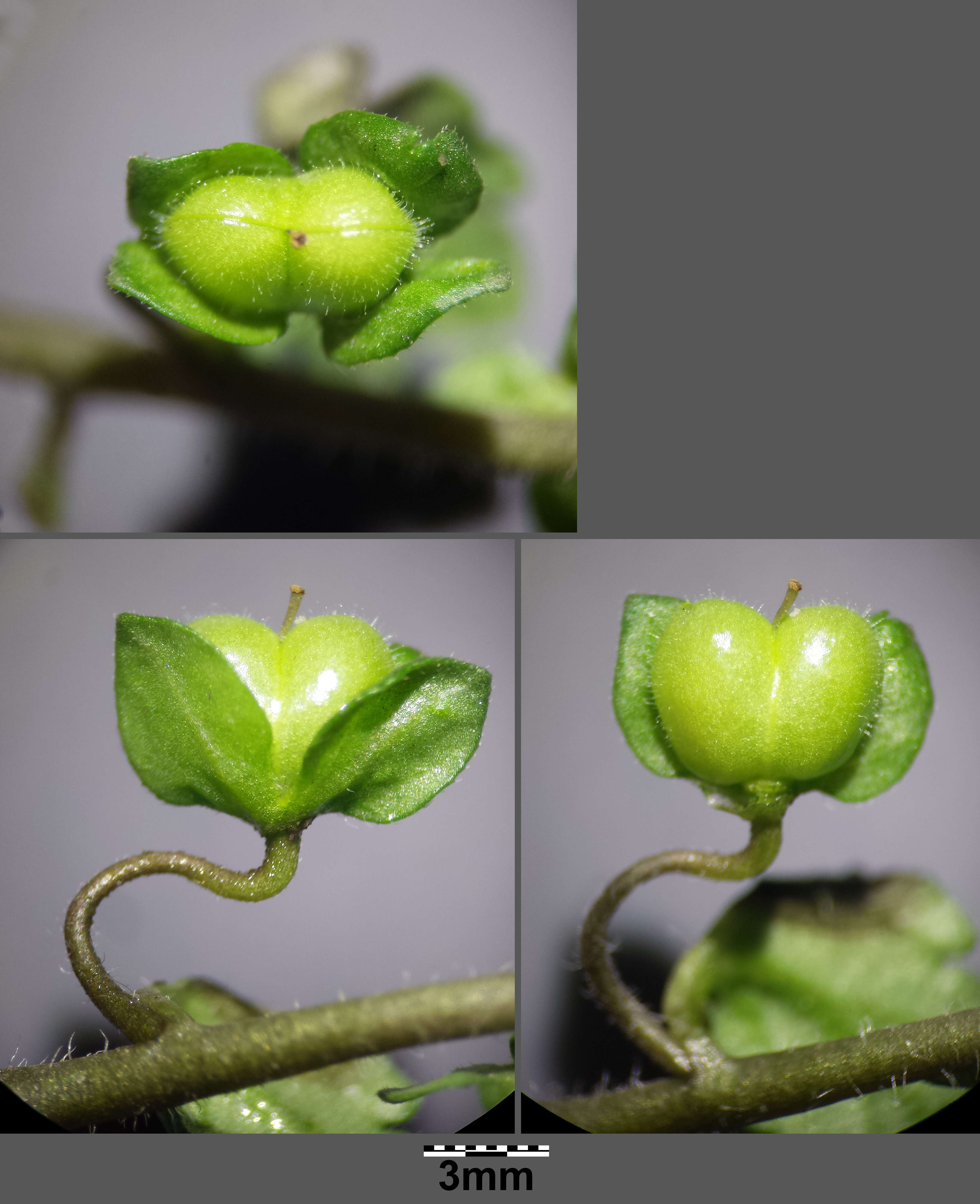 Image of Grey Field-speedwell