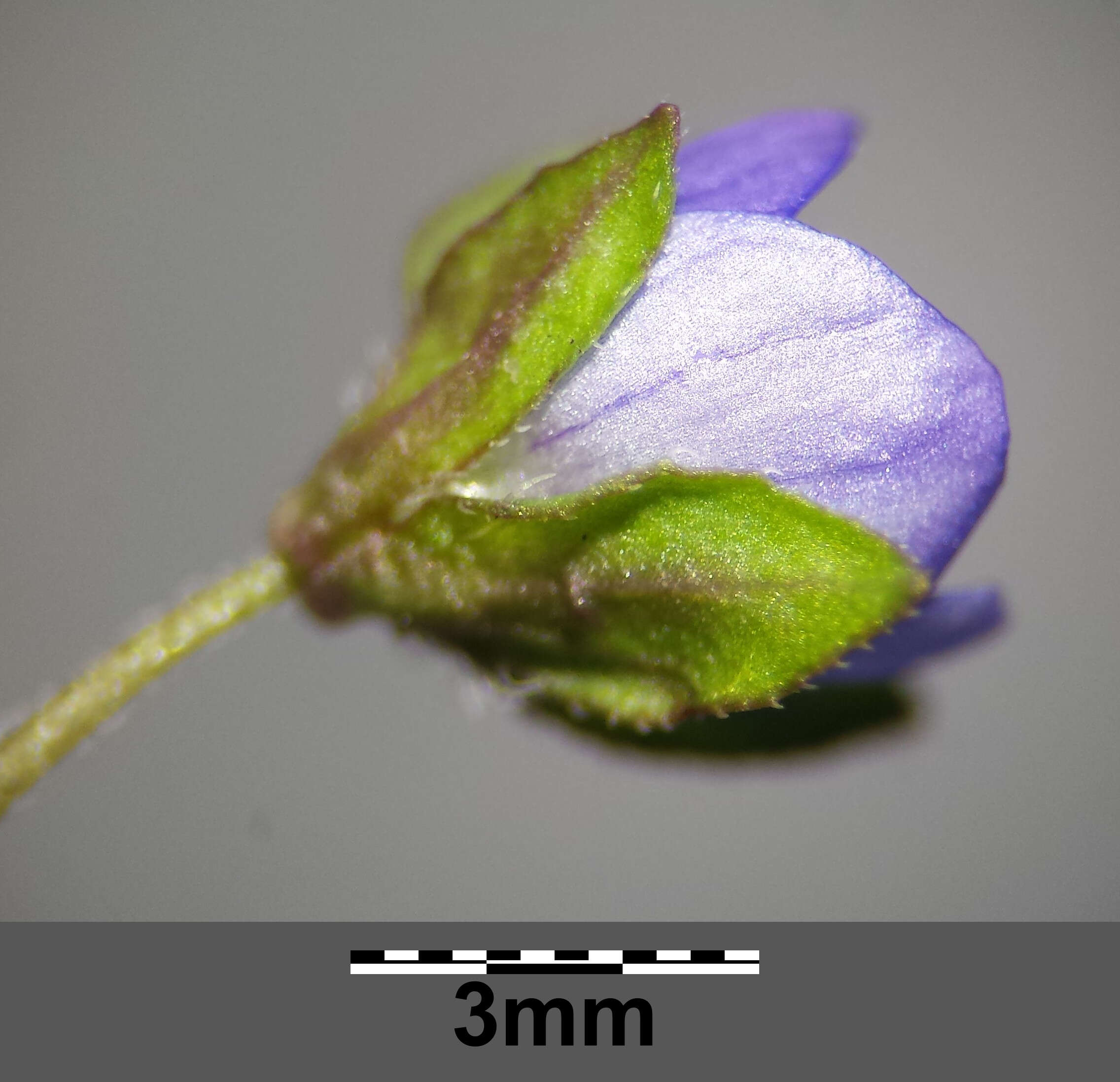 Image of Grey Field-speedwell