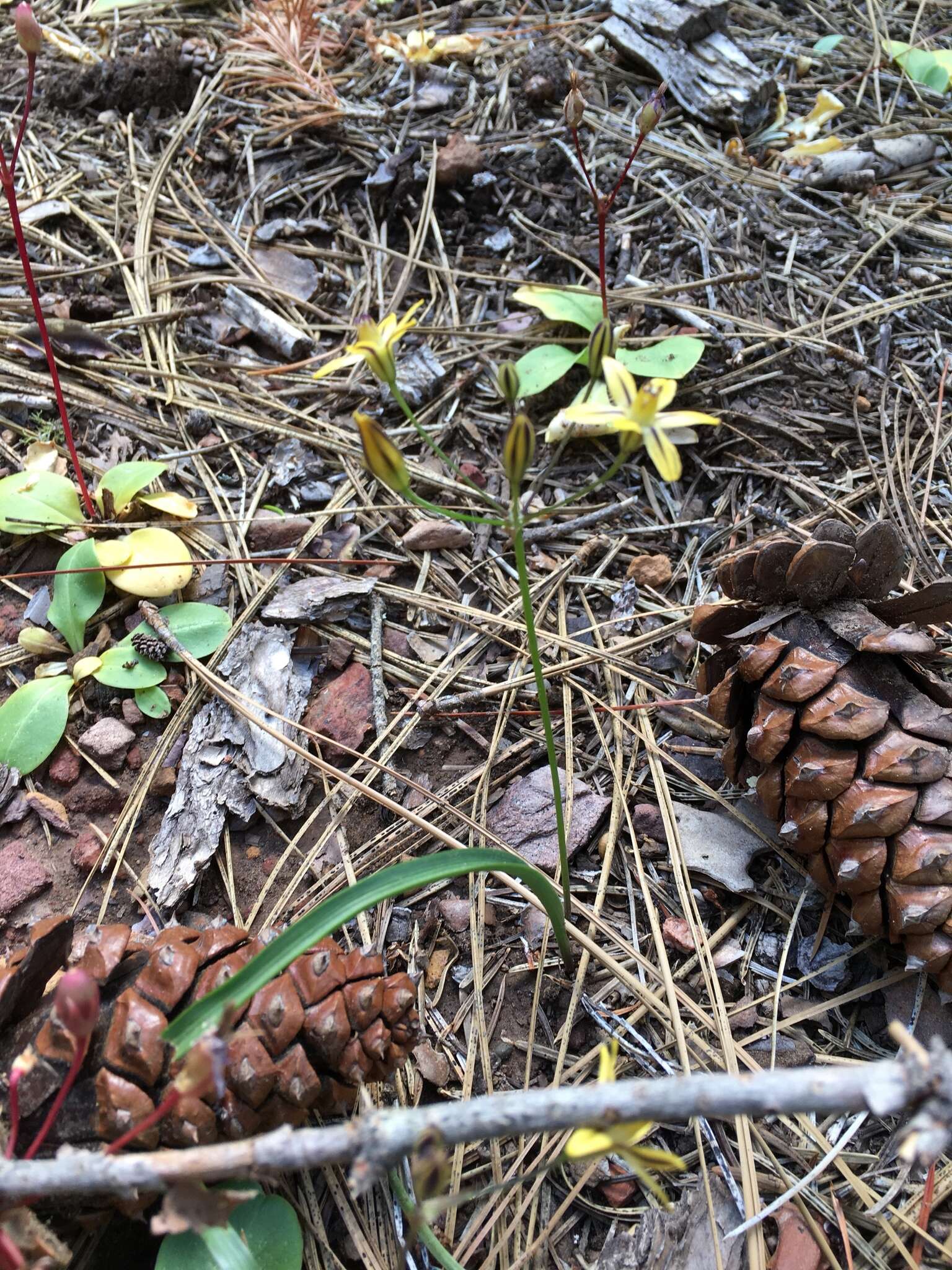 Sivun Triteleia ixioides subsp. anilina (Greene) L. W. Lenz kuva