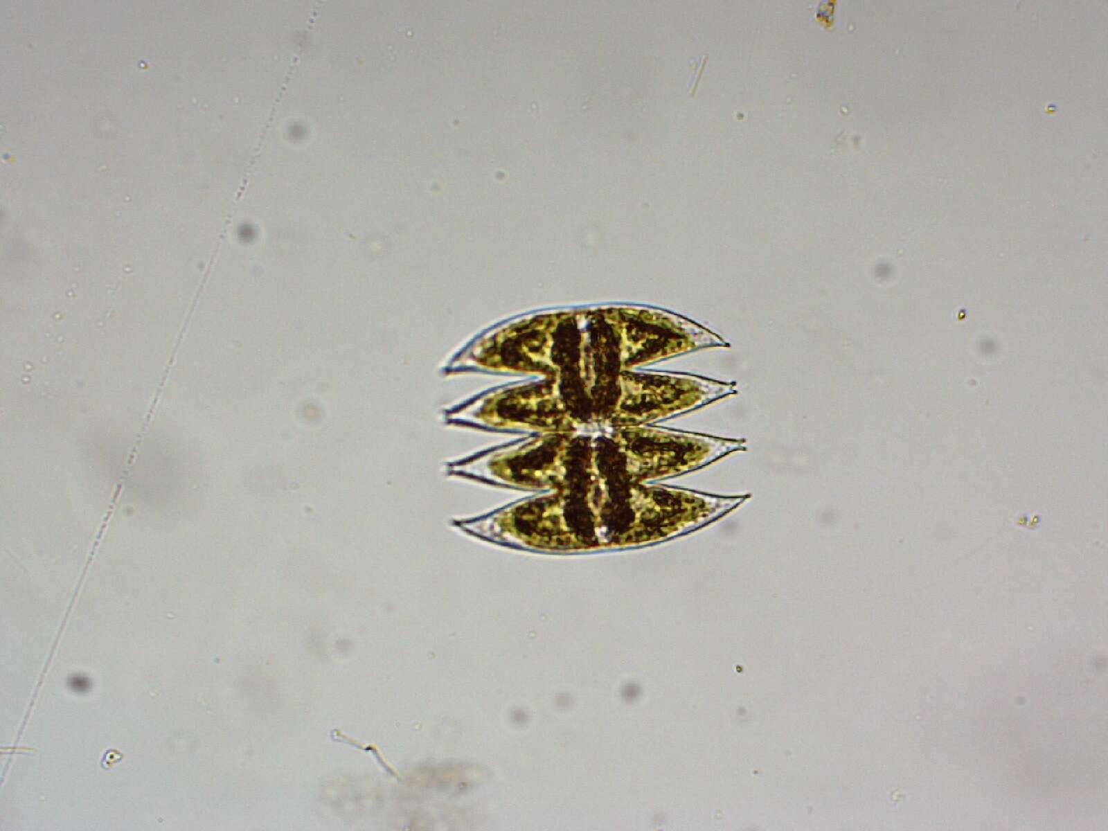 Image of Micrasterias laticeps