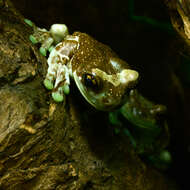 Image of Amazon Milk Frog