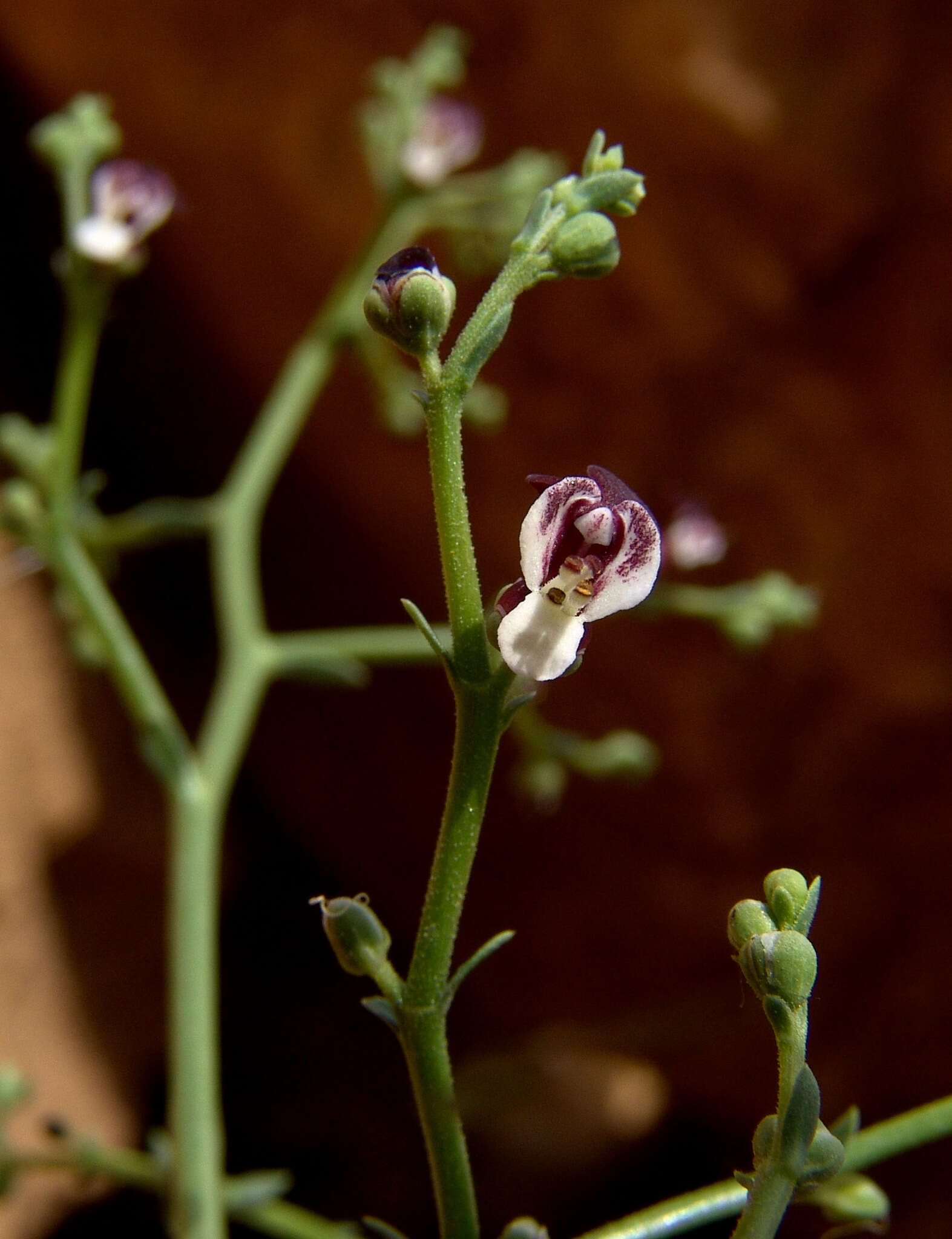 Image of Scrophularia peyronii Post