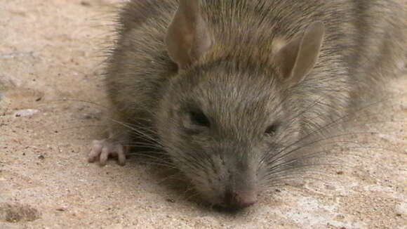 Imagem de Rattus Rattus