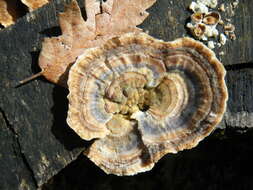 Image of Turkey Tail