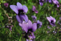 Image of Monopsis unidentata subsp. unidentata