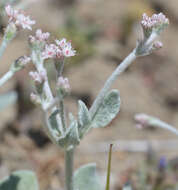 Image of Idria buckwheat