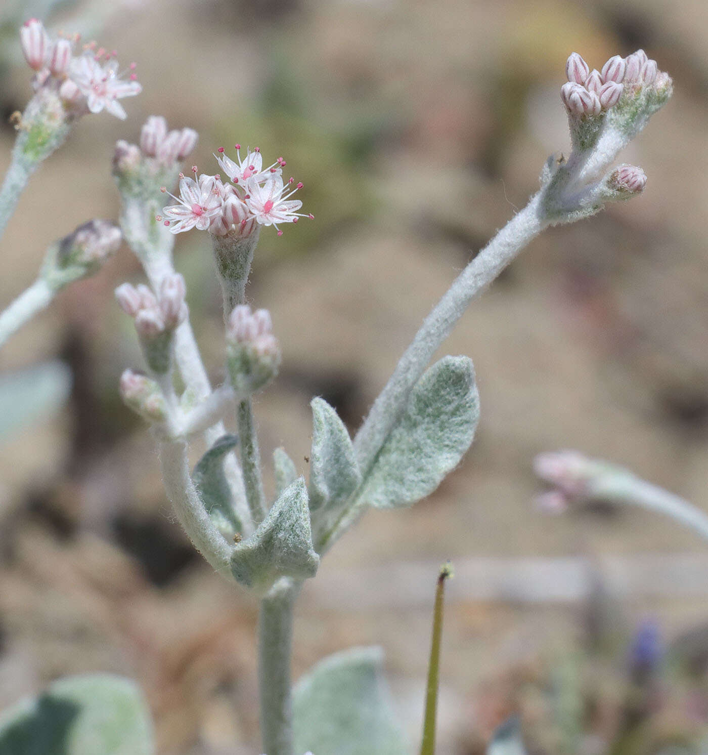 Image de Eriogonum vestitum Howell