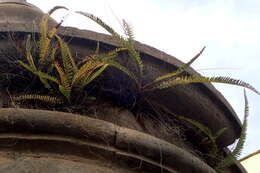 Image of Boston swordfern