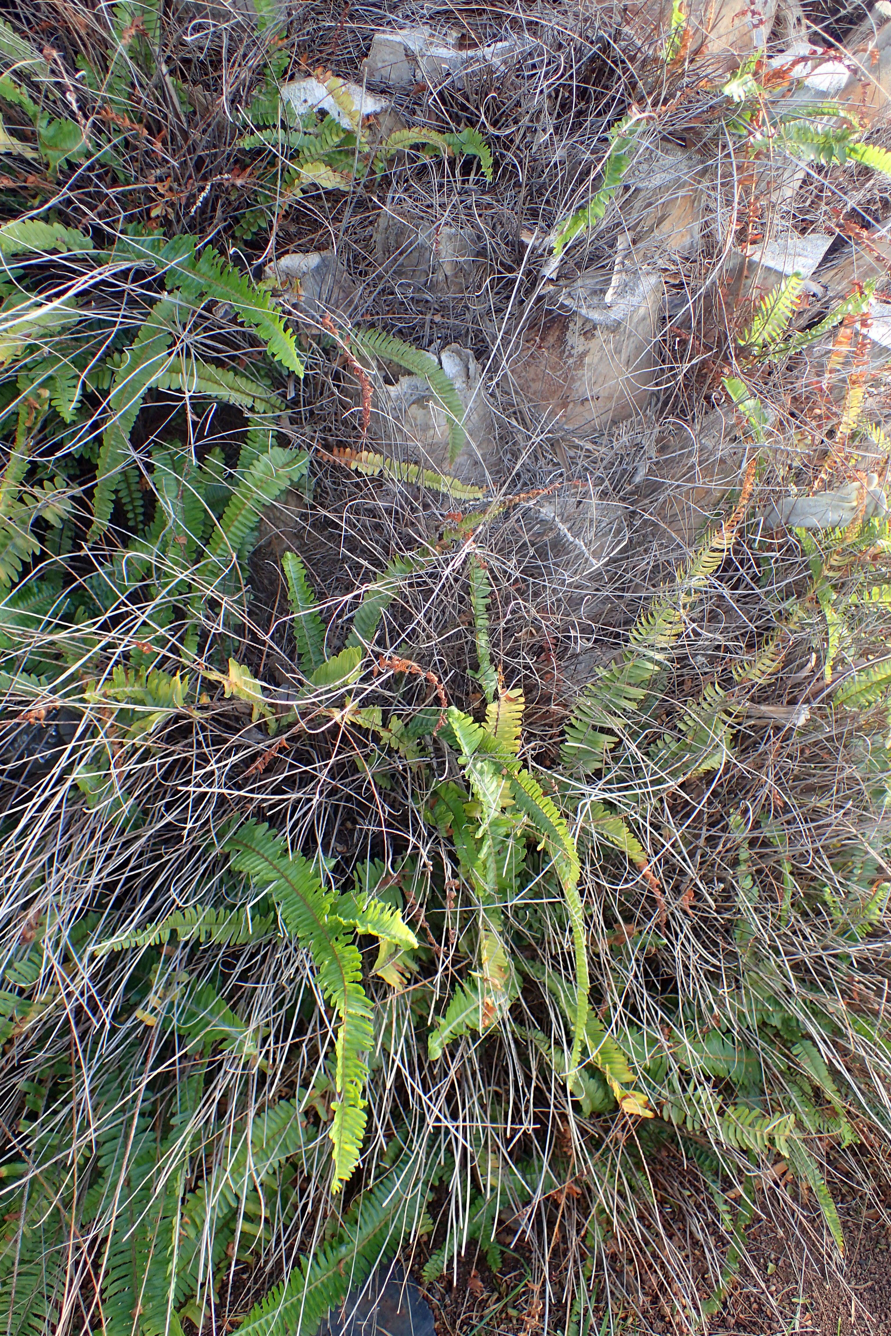 Image of Boston swordfern