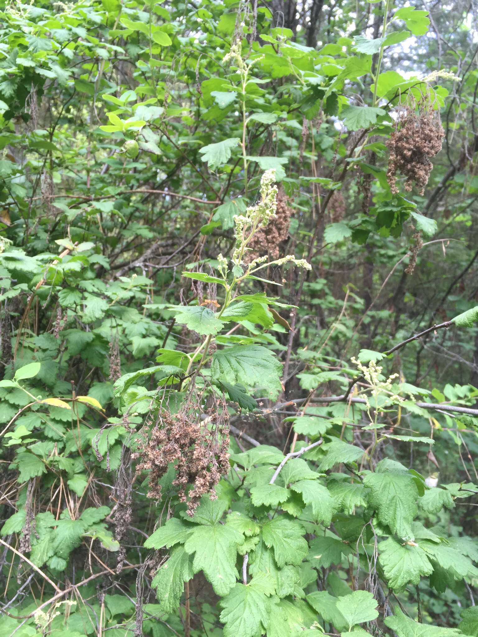 Image of Holodiscus discolor (Pursh) Maxim.