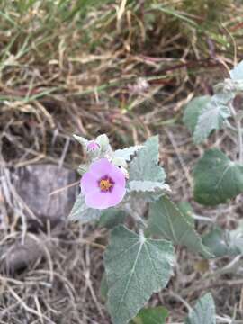 Imagem de Sphaeralcea brevipes (R. Phil.) Krapov.