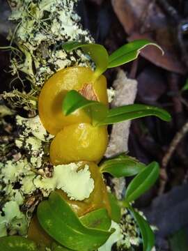 Image of Bulbophyllum uroplatoides Hermans & G. A. Fisch.