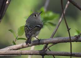 Image of goldcrests and kinglets