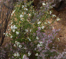 Image of Phebalium filifolium Turcz.