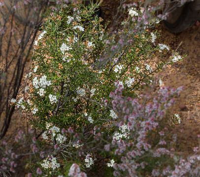 Image of Phebalium filifolium Turcz.