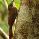 Image de Dendrocolaptes certhia radiolatus Sclater, PL & Salvin 1868