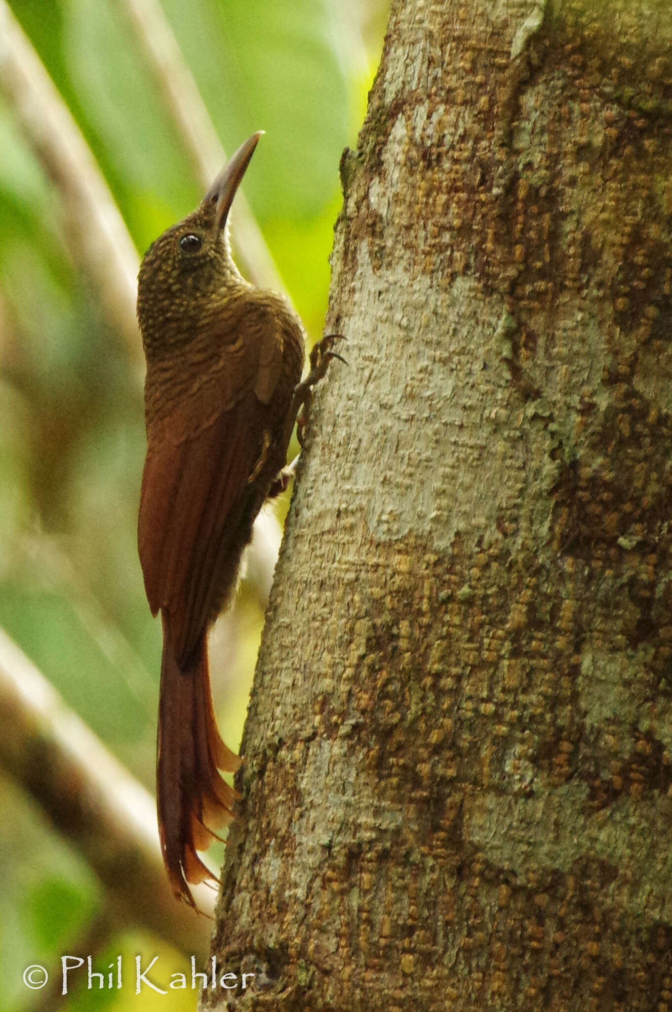 Слика од Dendrocolaptes certhia radiolatus Sclater, PL & Salvin 1868