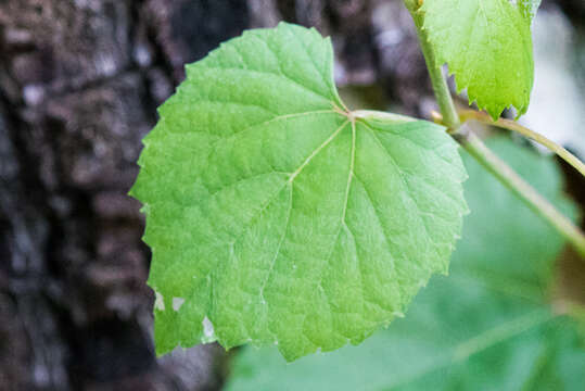 Image of canyon grape