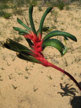 Image of Anigozanthos manglesii subsp. quadrans Hopper