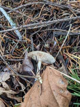 Clitocybe salmonilamella H. E. Bigelow 1976 resmi