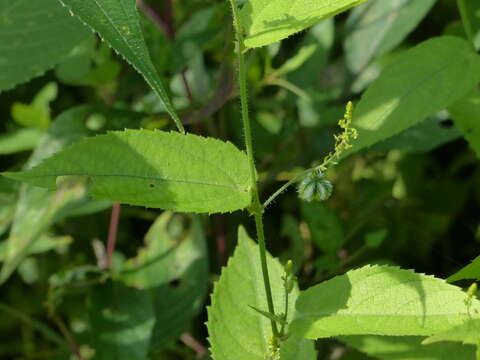 Image of Tragia involucrata L.