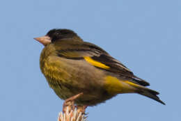Image of Black-headed Greenfinch