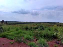 Image of finger millet