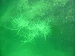 Image of Galapagos black coral