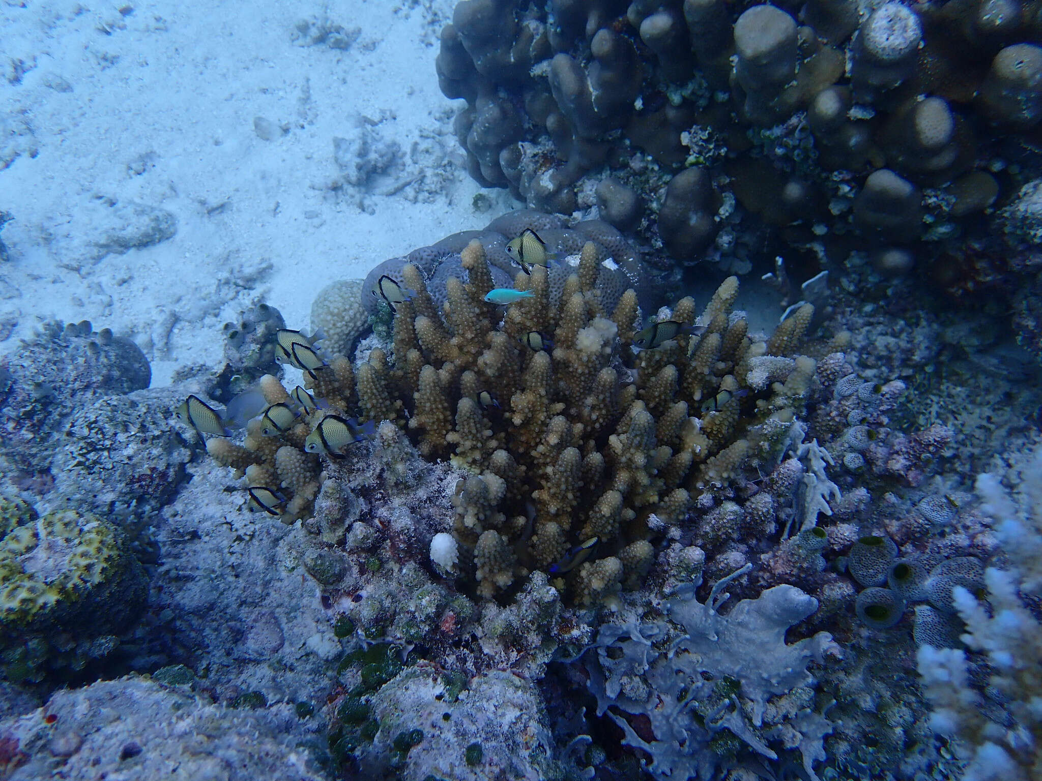 Image de Demoiselle bleue