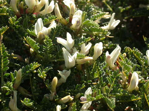 Image of <i>Astragalus terraccianoi</i>