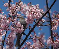 Image of Brown-eared Bulbul