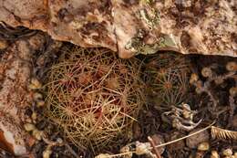 Image of Hester's foxtail cactus