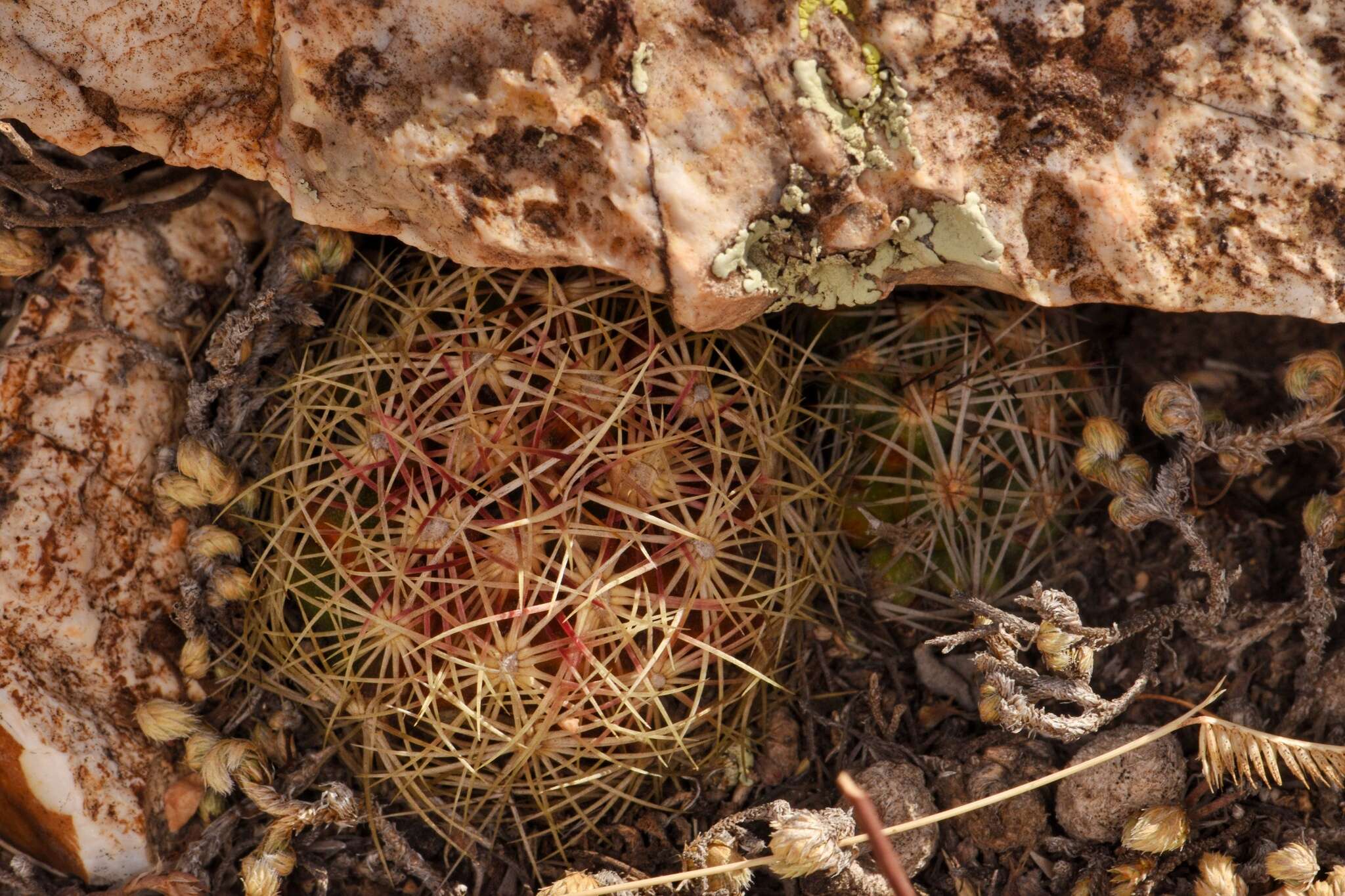 Image of Hester's foxtail cactus