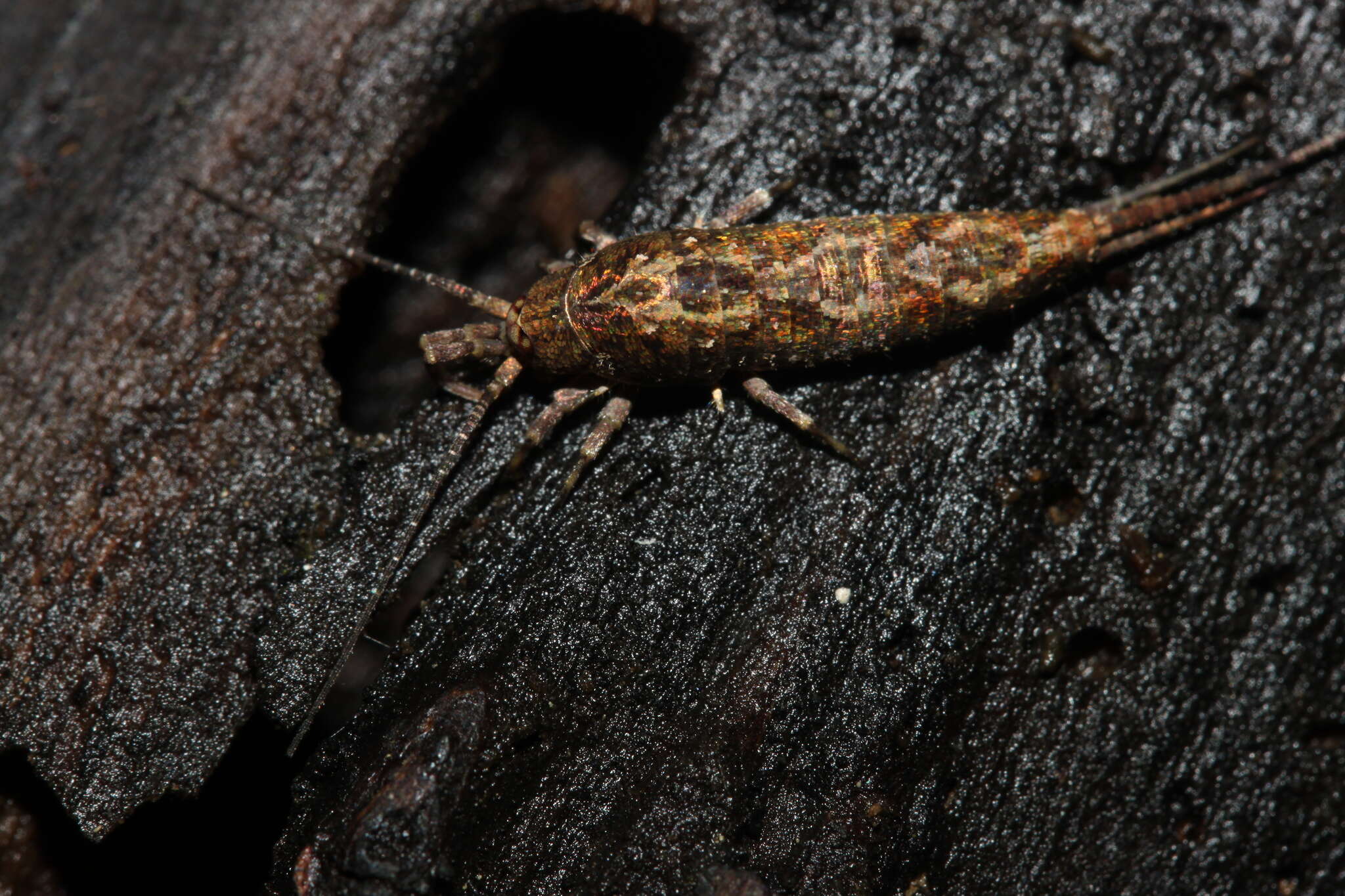 Image of Lepismachilis y-signata Kratochvil 1945