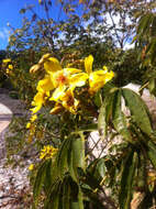 Image of Cochlospermum gillivraei Benth.