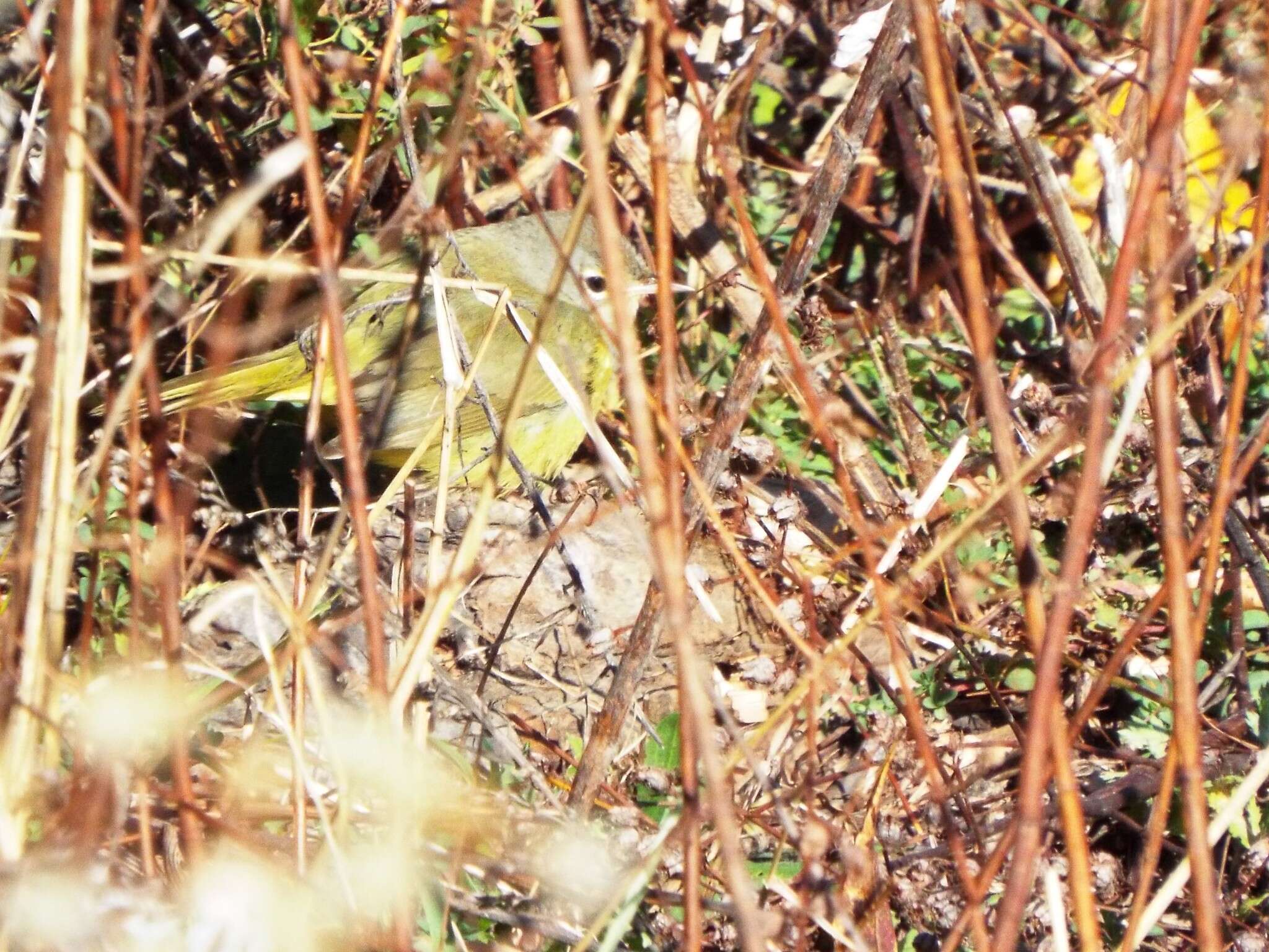 Image of MacGillivray's Warbler