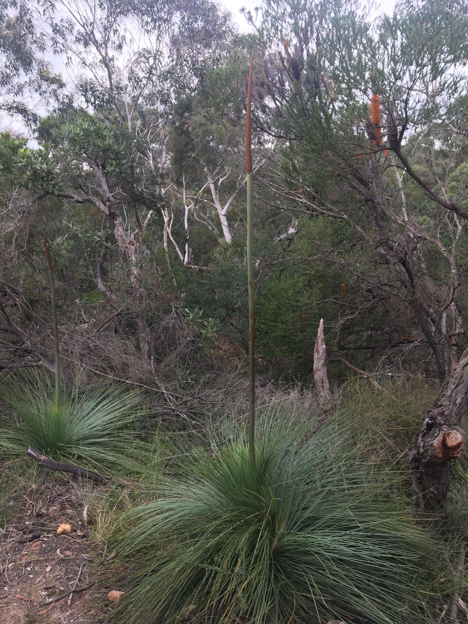 Image of Xanthorrhoea resinosa Pers.