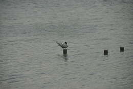 Image of Common Tern