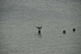 Image of Common Tern