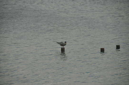 Image of Common Tern