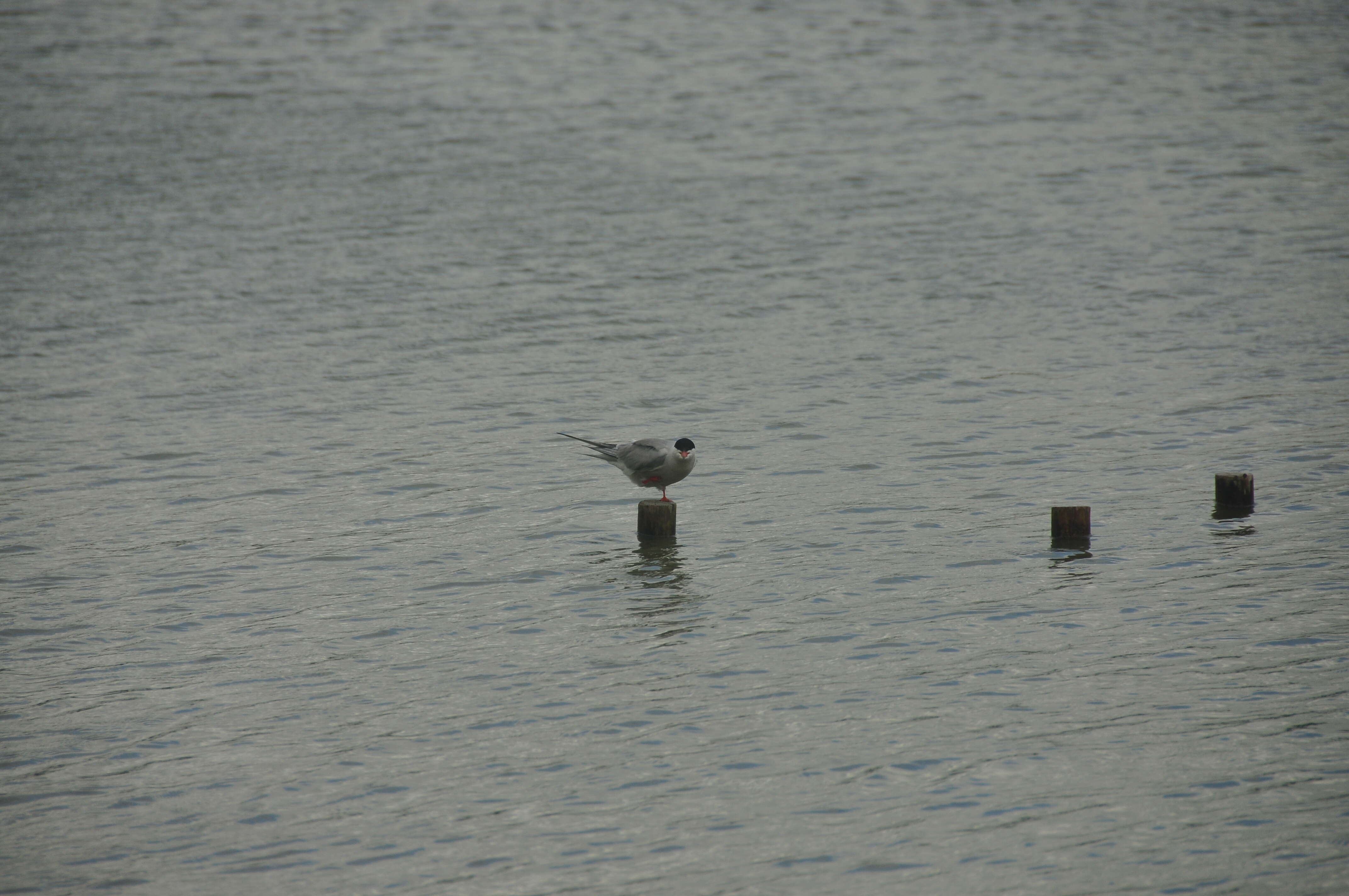 Image of Common Tern