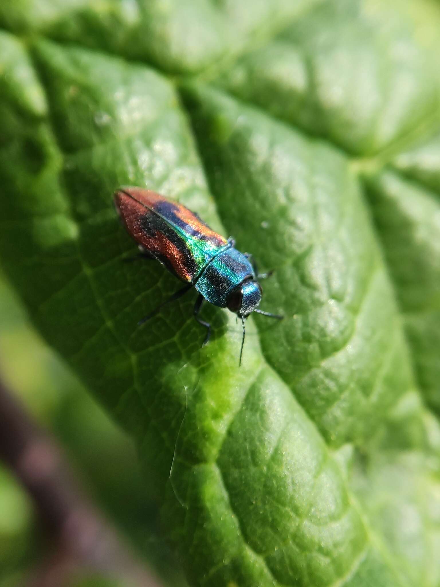 Image of metallic wood-boring beetle