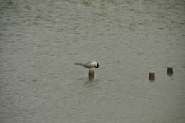 Image of Common Tern