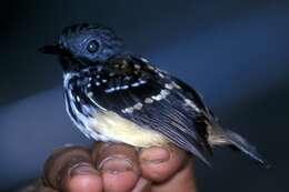 Image of Spot-backed Antbird