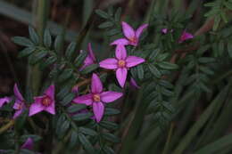 Image of Lovely Boronia