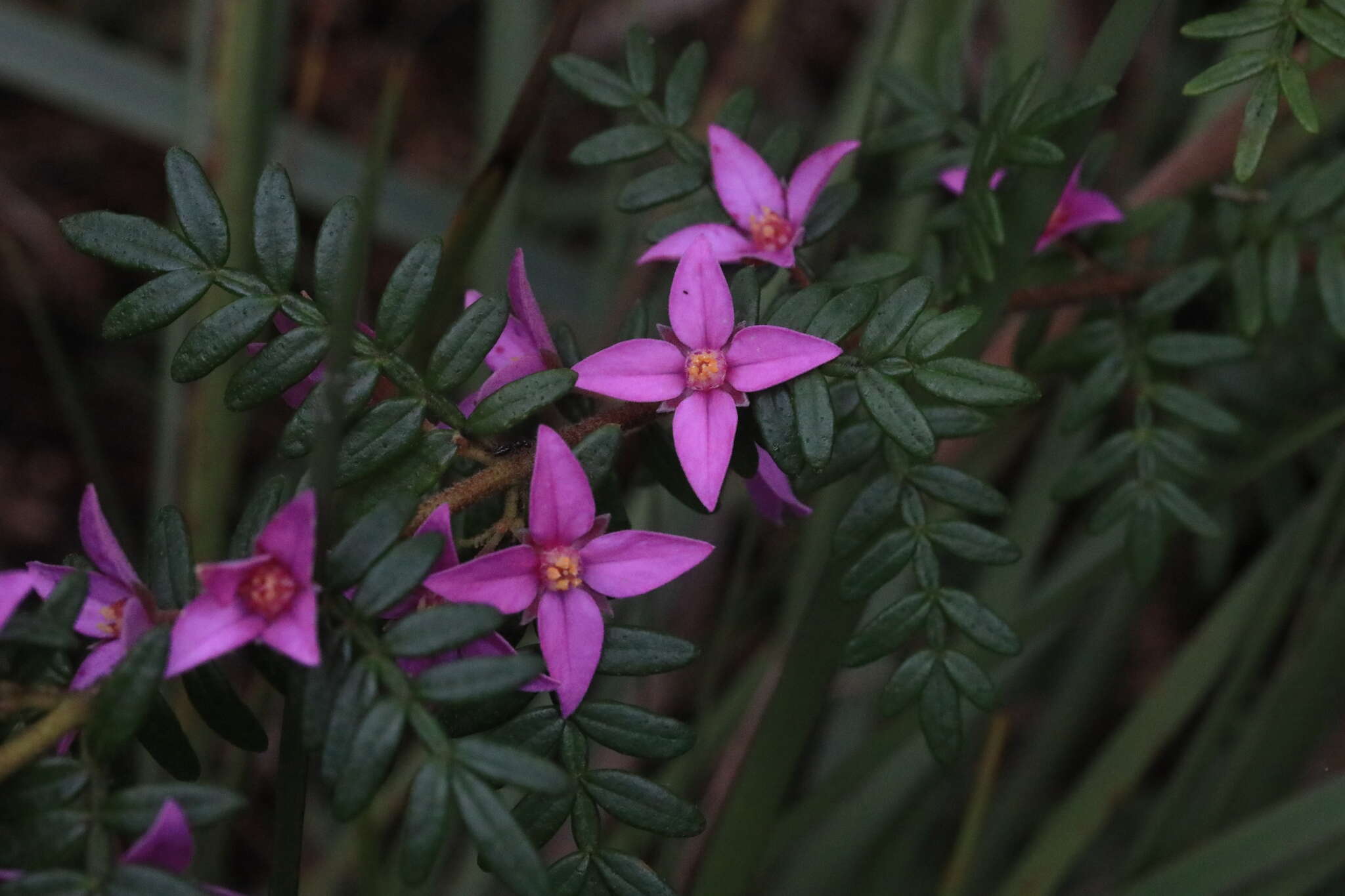 Image of Lovely Boronia