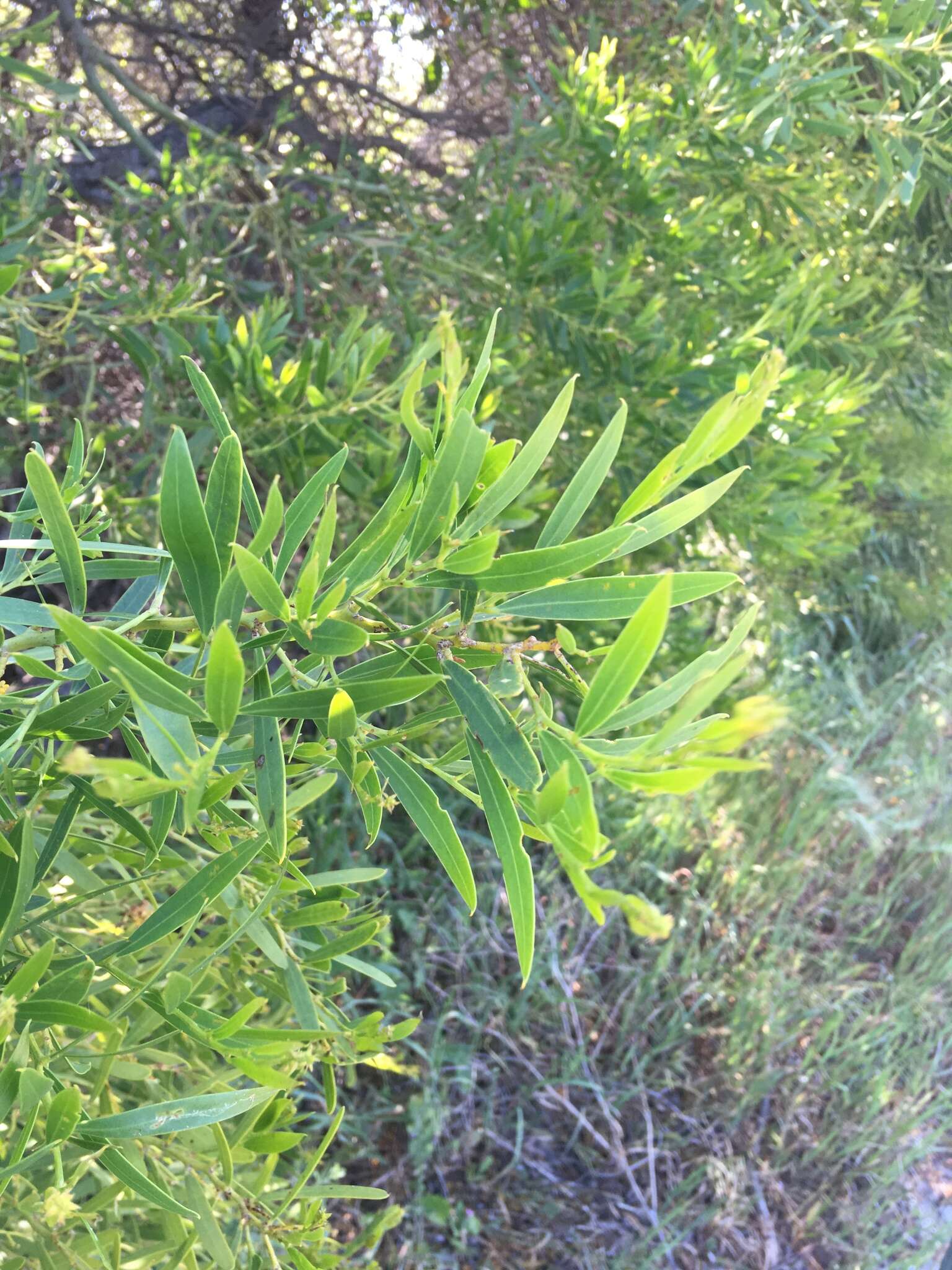 Plancia ëd Acacia rostellifera Benth.