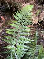 Image of Taper-Tip Spleenwort