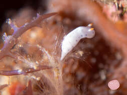 Sivun Hypselodoris lacuna Gosliner & R. F. Johnson 2018 kuva